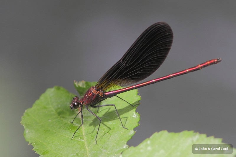 J14_1107 Calopteryx haemorrhoidalis.JPG